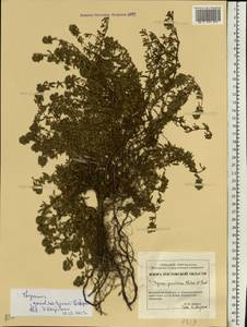 Thymus kondratjukii V.M.Ostapko, Eastern Europe, Rostov Oblast (E12a) (Russia)