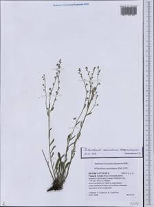 Eritrichium kamelinii Ovczinnikova, Siberia, Altai & Sayany Mountains (S2) (Russia)