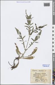 Knautia arvensis (L.) Coult., Eastern Europe, Moscow region (E4a) (Russia)