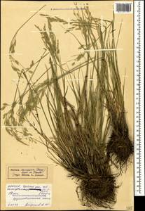 Festuca caucasica (Boiss.) Hack. ex Boiss., Caucasus, North Ossetia, Ingushetia & Chechnya (K1c) (Russia)