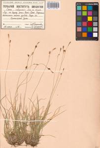 Carex umbrosa × sabynensis, Eastern Europe, Northern region (E1) (Russia)