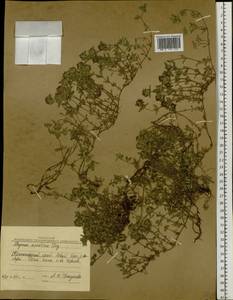 Thymus mongolicus (Ronniger) Ronniger, Siberia, Baikal & Transbaikal region (S4) (Russia)