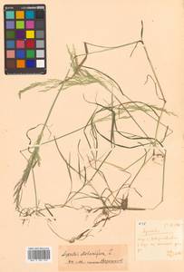 Agrostis stolonifera L., Siberia, Russian Far East (S6) (Russia)
