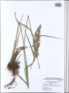 Calamagrostis canescens (Weber) Roth, Eastern Europe, Central region (E4) (Russia)