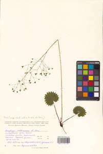 Micranthes nelsoniana subsp. aestivalis (Fisch. & C. A. Mey.) Elven & D. F. Murray, Siberia, Russian Far East (S6) (Russia)