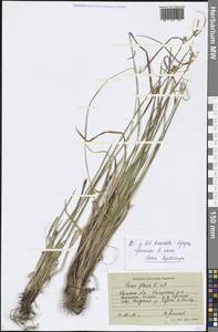 Carex lepidocarpa Tausch, Eastern Europe, North-Western region (E2) (Russia)