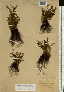 Woodsia asiatica Kiselev & Shmakov, Siberia, Russian Far East (S6) (Russia)