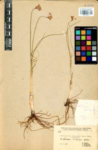 Allium anisopodium Ledeb., Siberia, Baikal & Transbaikal region (S4) (Russia)