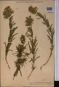 Euphorbia uralensis Fisch. ex Link, Middle Asia, Muyunkumy, Balkhash & Betpak-Dala (M9) (Kazakhstan)