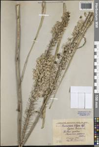 Eremurus olgae Regel, Middle Asia, Western Tian Shan & Karatau (M3) (Kyrgyzstan)