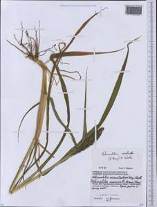 Echinochloa crus-galli subsp. utilis (Ohwi & Yabuno) T.Koyama, Eastern Europe, Moscow region (E4a) (Russia)