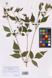 Bidens frondosa L., Eastern Europe, Moscow region (E4a) (Russia)