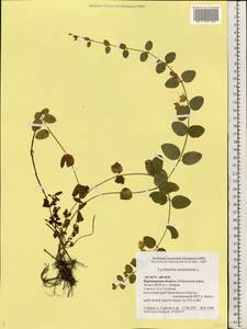 Lysimachia nummularia L., Eastern Europe, Central forest-and-steppe region (E6) (Russia)