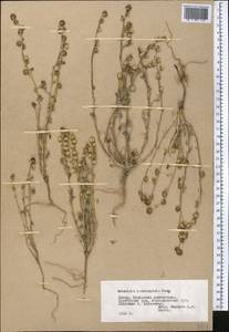 Artemisia macrocephala Jacquem. ex Besser, Middle Asia, Pamir & Pamiro-Alai (M2) (Tajikistan)