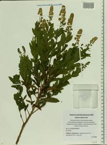 Spiraea alba, Eastern Europe, North-Western region (E2) (Russia)