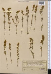 Halocharis hispida (Schrenk) Bunge, Middle Asia, Western Tian Shan & Karatau (M3) (Kazakhstan)