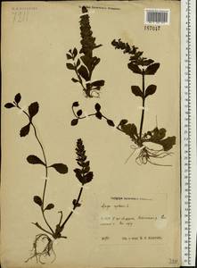 Ajuga reptans L., Eastern Europe, Western region (E3) (Russia)