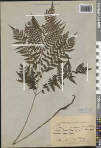 Athyrium spinulosum (Maxim.) Milde, Siberia, Russian Far East (S6) (Russia)