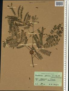 Leucaena leucocephala (Lam.)de Wit, Africa (AFR) (Mali)