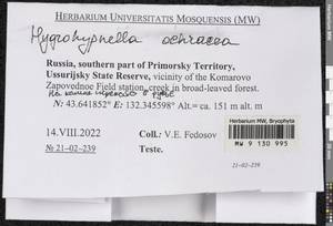 Hygrohypnella ochracea (Turner ex Wilson) Ignatov & Ignatova, Bryophytes, Bryophytes - Russian Far East (excl. Chukotka & Kamchatka) (B20) (Russia)