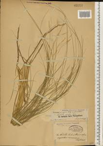 Stipagrostis pennata (Trin.) De Winter, Eastern Europe, North-Western region (E2) (Russia)