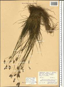 Alopecurus ponticus K.Koch, Caucasus, North Ossetia, Ingushetia & Chechnya (K1c) (Russia)