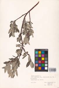 Salix lapponum L., Eastern Europe, Belarus (E3a) (Belarus)