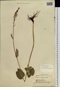 Rumex arifolius All., Siberia, Altai & Sayany Mountains (S2) (Russia)