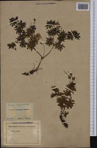 Geranium sanguineum L., Eastern Europe, Latvia (E2b) (Latvia)