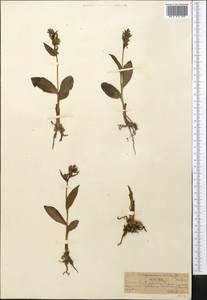 Dactylorhiza viridis (L.) R.M.Bateman, Pridgeon & M.W.Chase, Middle Asia, Northern & Central Tian Shan (M4) (Kazakhstan)