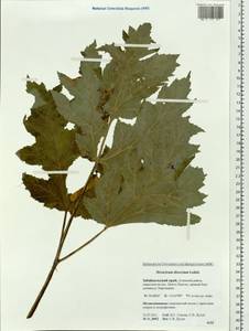 Heracleum dissectum Ledeb., Siberia, Baikal & Transbaikal region (S4) (Russia)