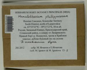 Homalothecium philippeanum (Spruce) Schimp., Bryophytes, Bryophytes - North Caucasus & Ciscaucasia (B12) (Russia)