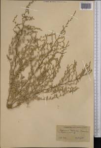 Salsola, Middle Asia, Kopet Dag, Badkhyz, Small & Great Balkhan (M1) (Turkmenistan)