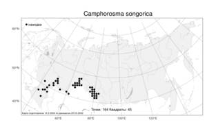 Camphorosma songorica Bunge, Atlas of the Russian Flora (FLORUS) (Russia)