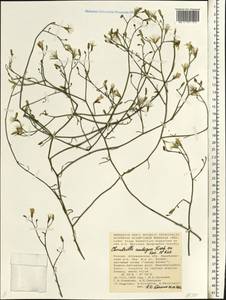 Chondrilla ambigua Fisch. ex Kar. & Kir., Eastern Europe, Lower Volga region (E9) (Russia)