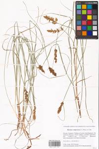 Blysmus compressus (L.) Panz. ex Link, Eastern Europe, Moscow region (E4a) (Russia)