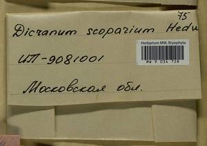 Dicranum scoparium Hedw., Bryophytes, Bryophytes - Moscow City & Moscow Oblast (B6a) (Russia)