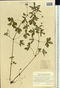 Geranium thunbergii Siebold ex Lindl. & Paxton, Siberia, Russian Far East (S6) (Russia)