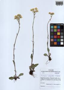 Tephroseris integrifolia (L.) Holub, Siberia, Altai & Sayany Mountains (S2) (Russia)