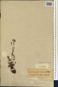 Pelargonium appendiculatum (L. fil.) Willd., Africa (AFR) (South Africa)