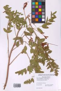 Glycyrrhiza glabra L., Eastern Europe, Lower Volga region (E9) (Russia)