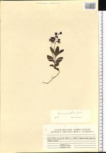 Veronica grandiflora Gaertn., Siberia, Chukotka & Kamchatka (S7) (Russia)