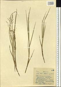 Glyceria spiculosa (F.Schmidt) Roshev. ex B.Fedtsch., Siberia, Chukotka & Kamchatka (S7) (Russia)