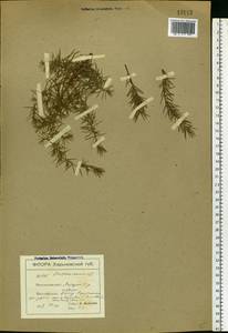 Juniperus communis L., Eastern Europe, North Ukrainian region (E11) (Ukraine)