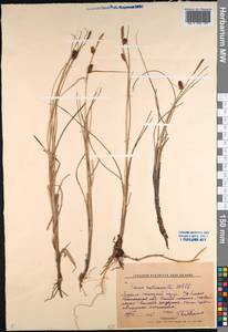Carex rotundata Wahlenb., Siberia, Western Siberia (S1) (Russia)