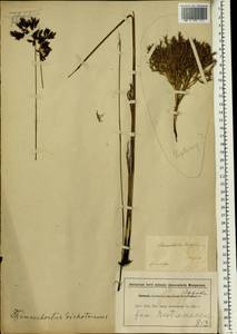 Thamnochortus lucens (Poir.) H.P.Linder, Africa (AFR) (South Africa)