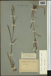 Carex sylvatica Huds., Western Europe (EUR)