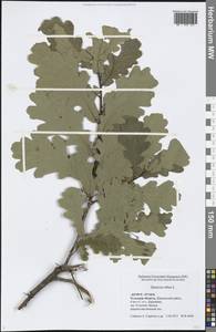 Quercus robur L., Eastern Europe, Central region (E4) (Russia)