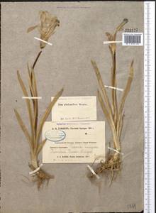 Iris stolonifera Maxim., Middle Asia, Pamir & Pamiro-Alai (M2) (Uzbekistan)