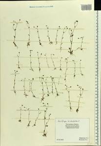 Saxifraga tridactylites L., Eastern Europe, Rostov Oblast (E12a) (Russia)